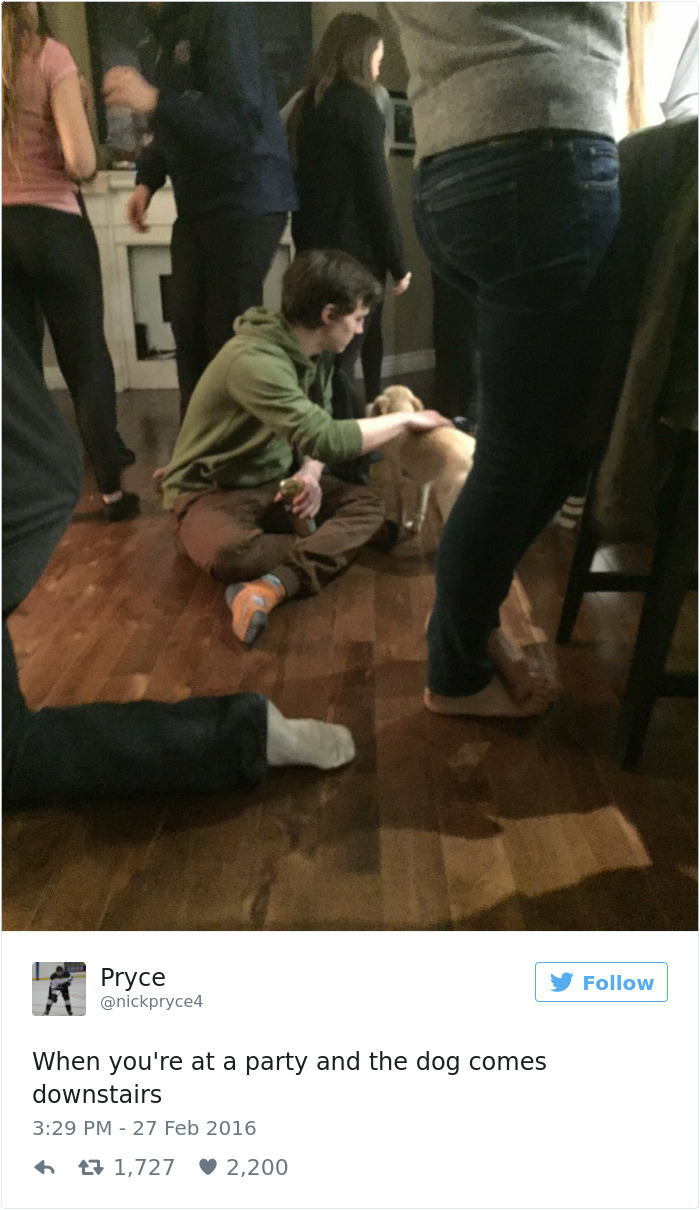 Top 20 best dog tweets "when you're at a party and the dog comes downstairs"